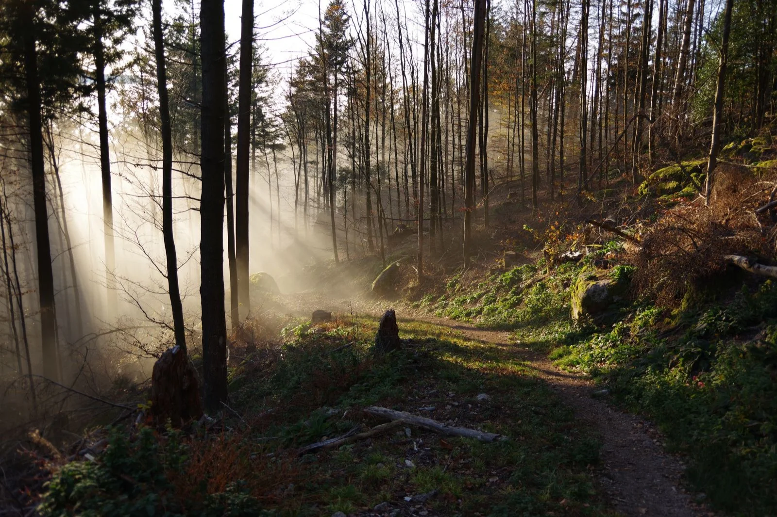 A quiet woodland path with soft light filtering through the trees