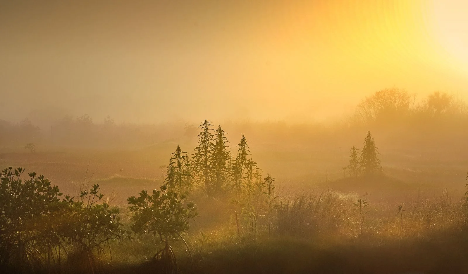 Soft morning light over a misty meadow — a calm, quiet scene